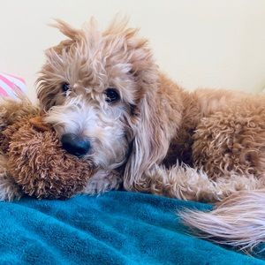 Meet your Posher, Antoinette